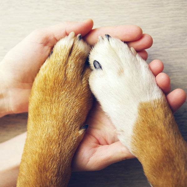 Soin de naturopathie animale donné à un chien