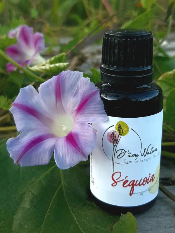 D'Âme Nature - Séquoia - 20ml