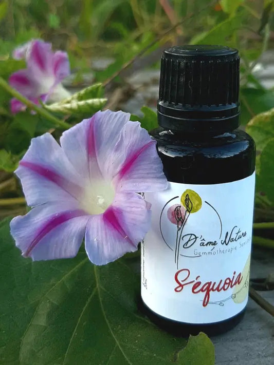 D'Âme Nature - Séquoia - 20ml