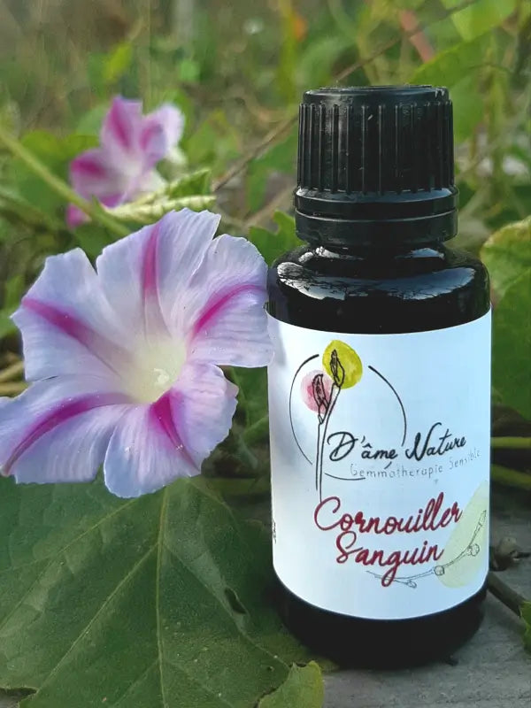 D'Âme Nature - Cornouiller sanguin - 20ml